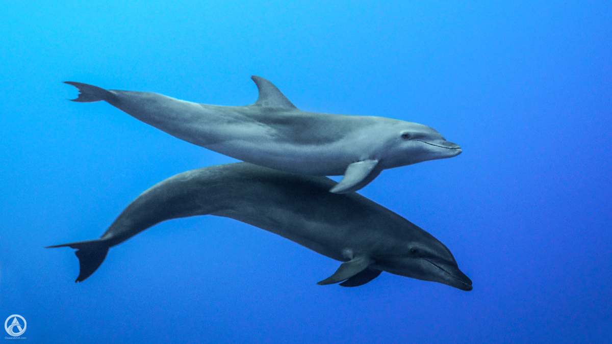 Two dolphins underwater