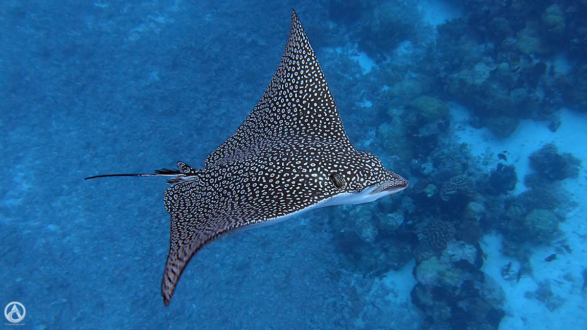 Spotted eagle ray