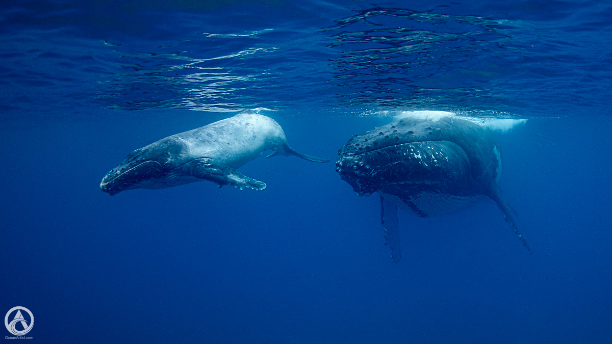 Humpback whales underwater