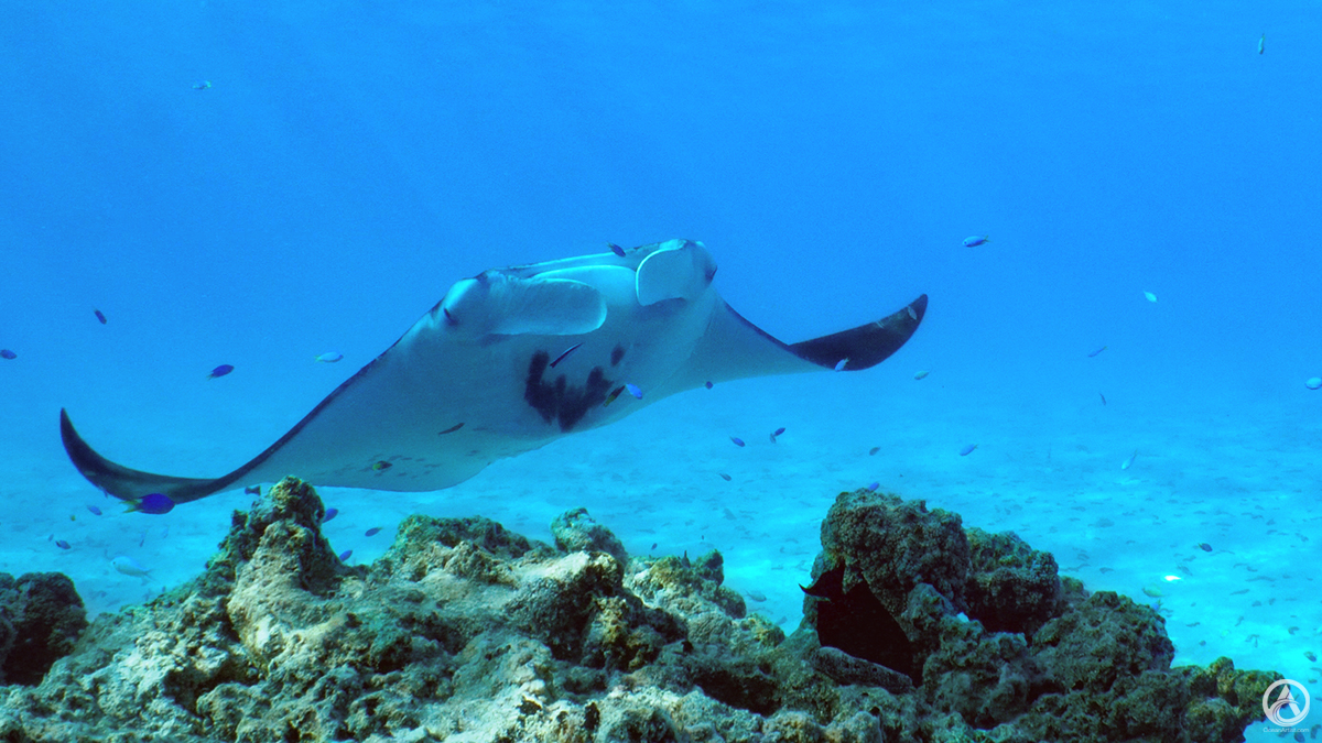Manta ray and schooling fish