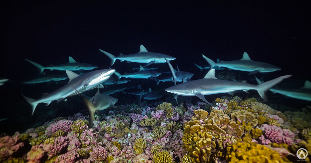 Reef sharks over coral