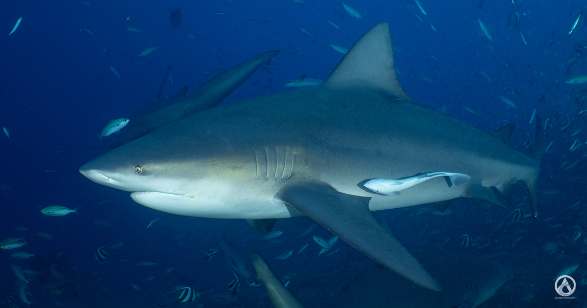 Close shark portrait
