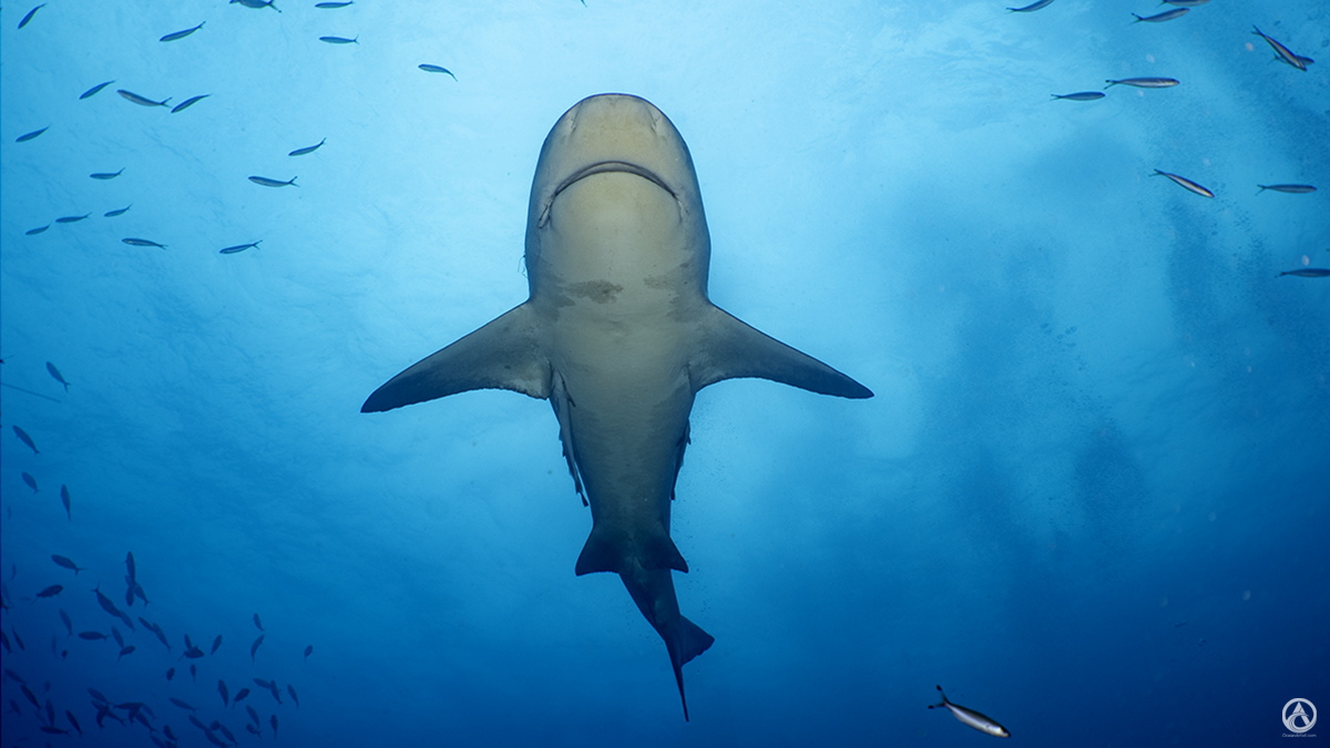Shark from below